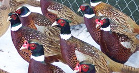 Our Game birds for Sale