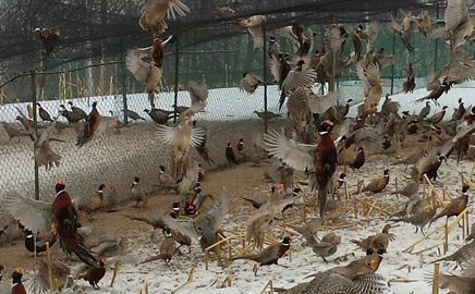 Pheasants for sale flushing at Blue Ribbon Game Bird Farm