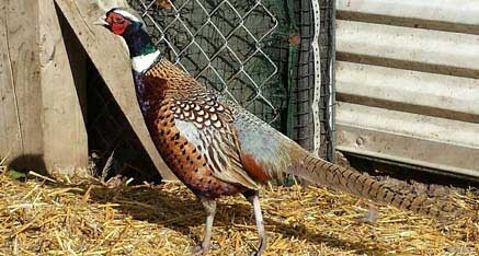 Pheasant For Sale in Flight Pen at Blue Ribbon Game Birds
