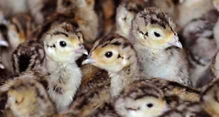 Pheasant Chicks for Sale in Barn at Blue Ribbon Game Birds